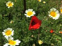 2017-04-07 14-04-33 969c223f  flowers